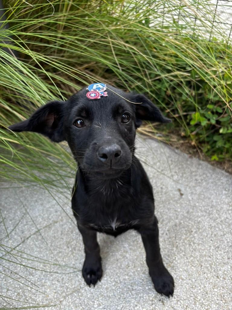 Capitão, cachorro de porte médio para adoção em Curitiba - PR
