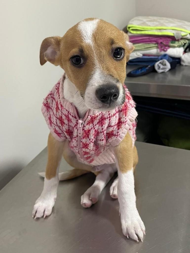 Aladim, cachorro de porte médio para adoção em Curitiba - PR