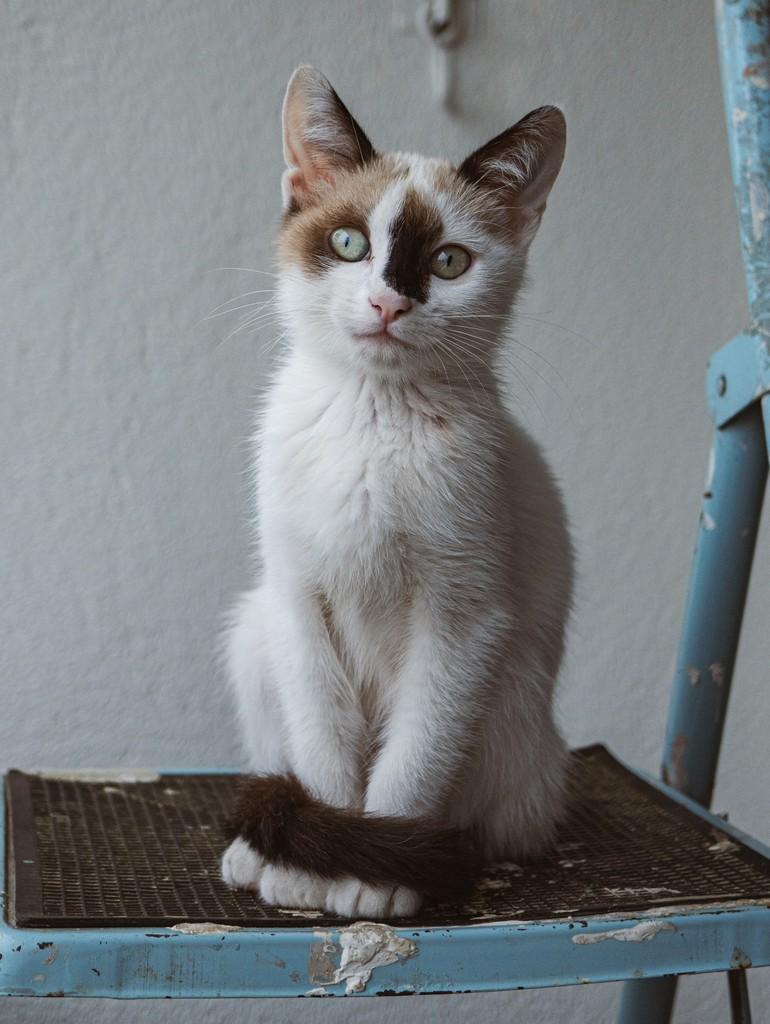 Marie, gata de porte pequeno para adoção em Curitiba - PR