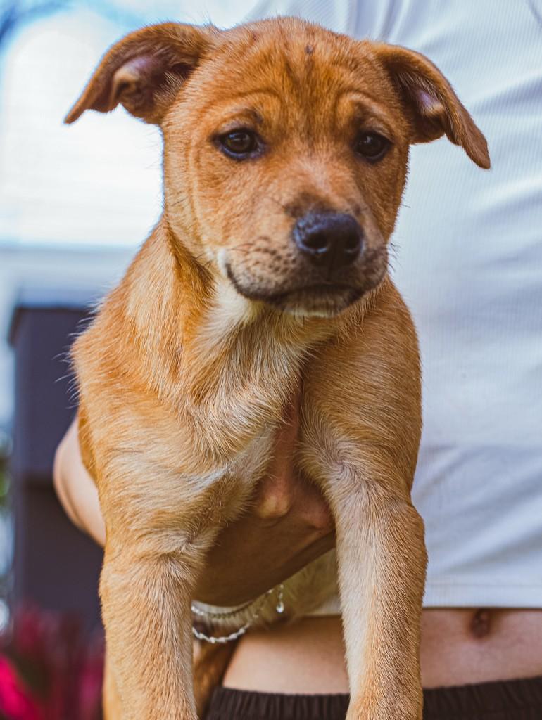 Arthur, cachorro de porte grande para adoção em Curitiba - PR