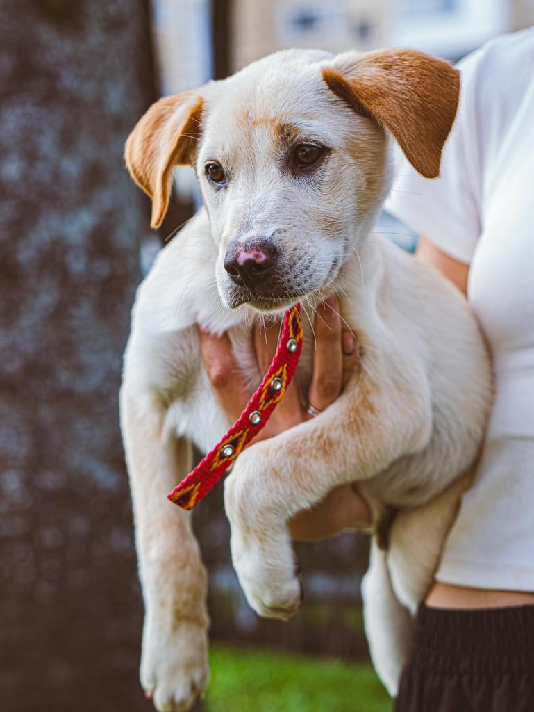 Juca, cachorro de porte grande para adoção em Curitiba - PR