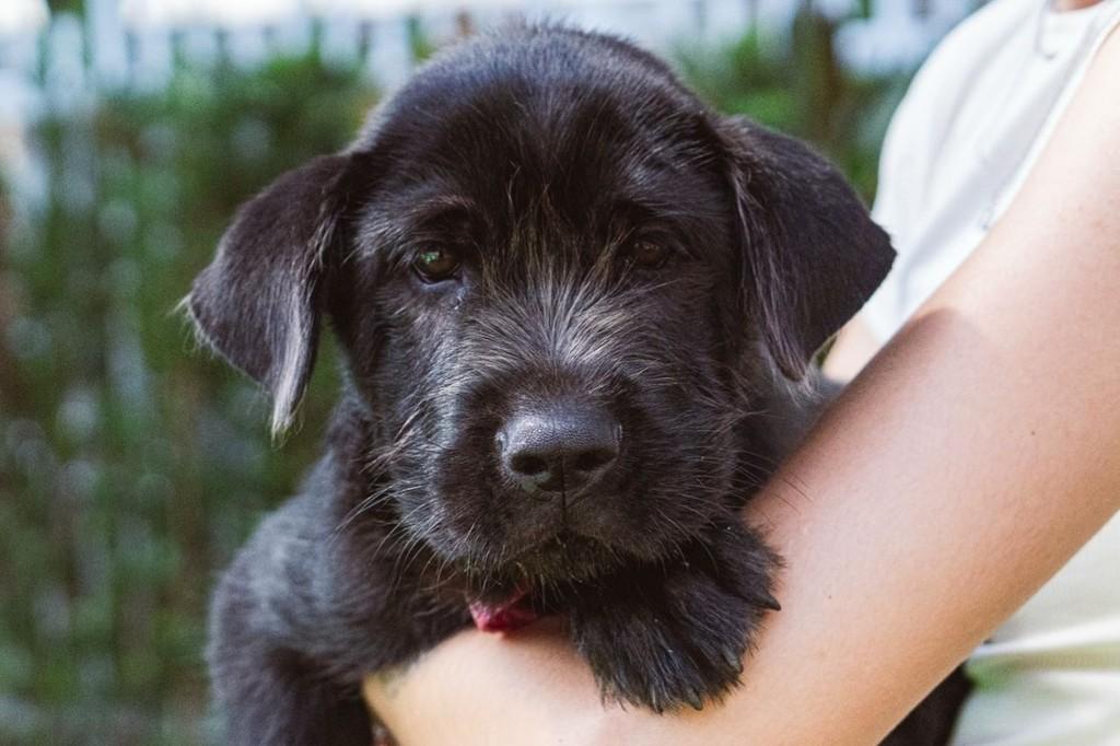 José, cachorro de porte grande para adoção em Curitiba - PR