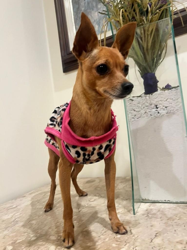 Aurora, cachorro de porte pequeno para adoção em Curitiba - PR