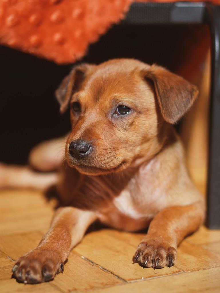 Eloísa, cachorro de porte médio para adoção em Curitiba - PR