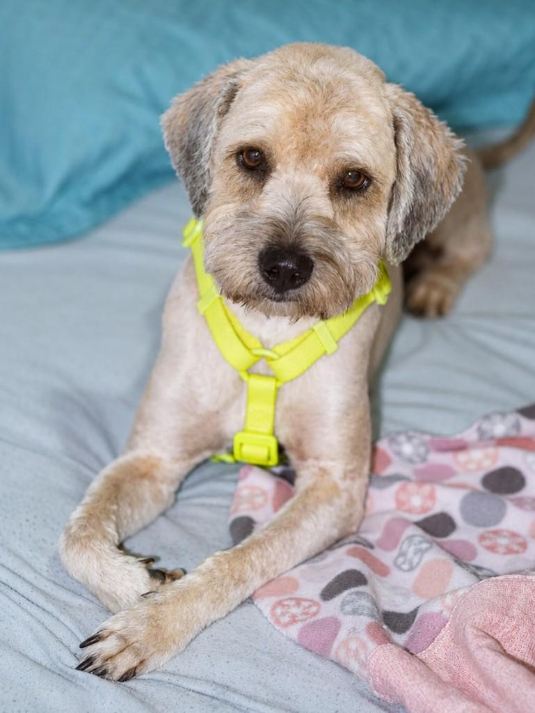 Peludo, cachorro de porte médio para adoção em Curitiba - PR