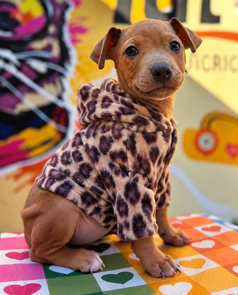 Babi, cachorro de porte médio para adoção em Curitiba - PR