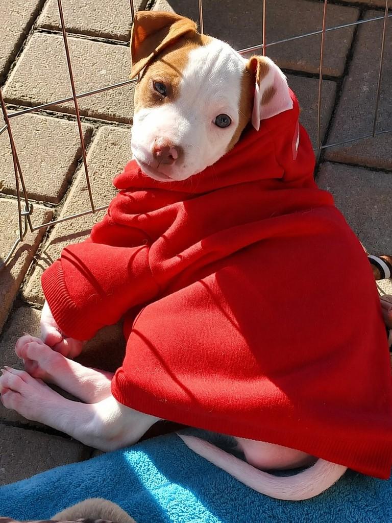 Bianca, cachorro de porte médio para adoção em Curitiba - PR