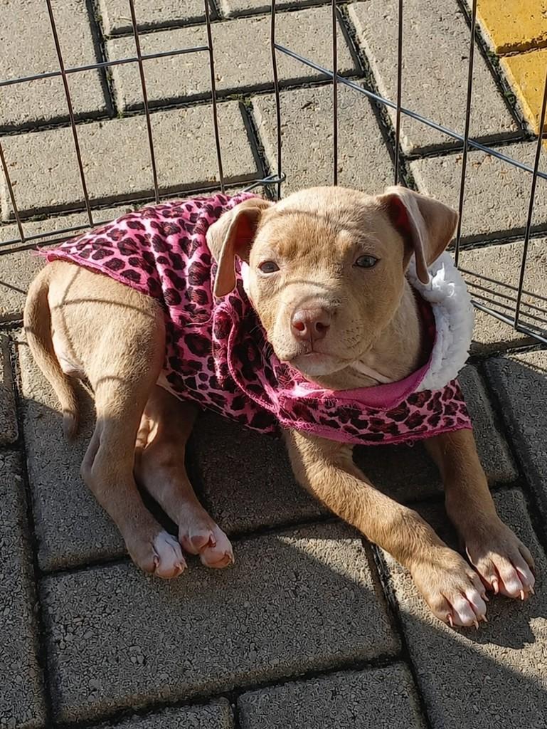 Brenda, cadela de porte médio para adoção em Curitiba - PR