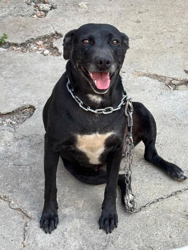 Pantéra, cachorro de porte médio para adoção em Curitiba - PR