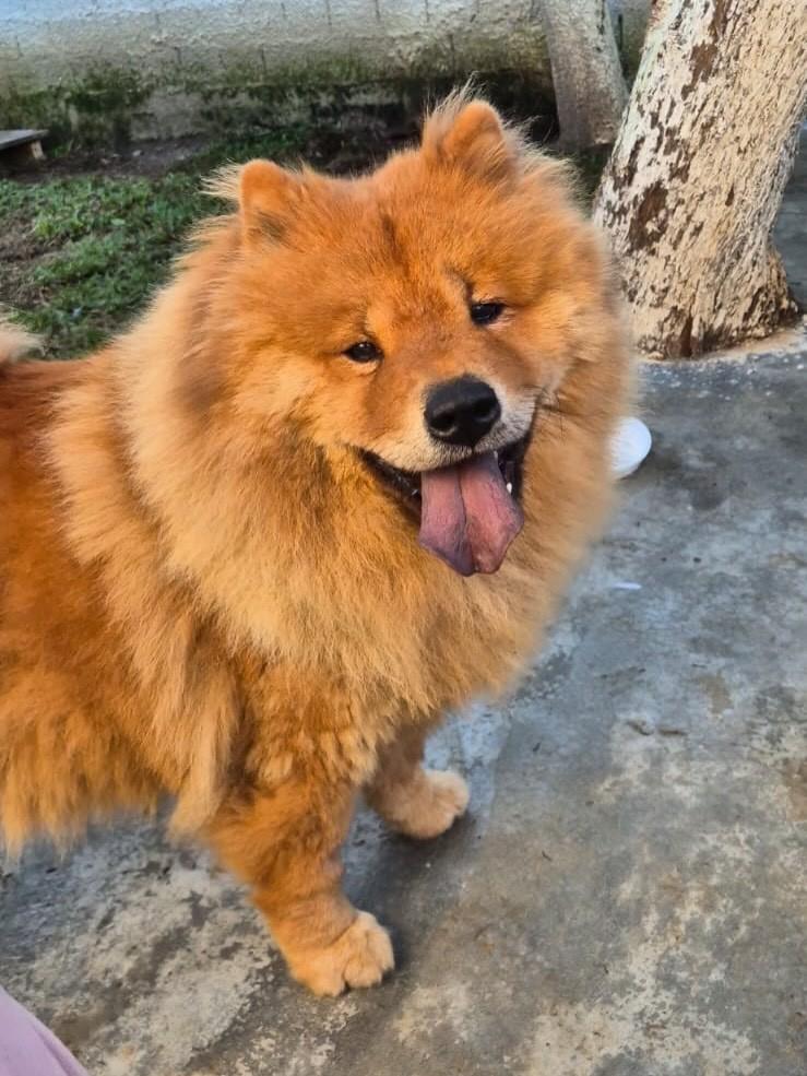Kenai, cachorro de porte médio para adoção em Curitiba - PR