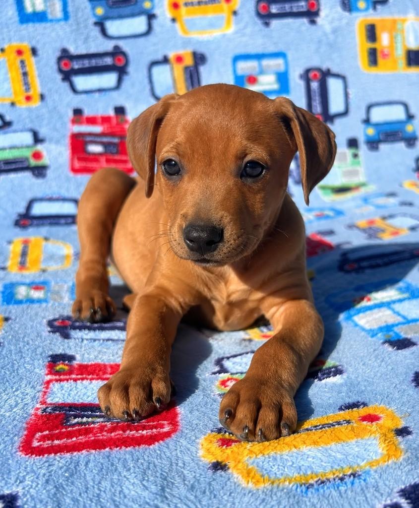 Bernardo, cachorro de porte grande para adoção em Curitiba - PR