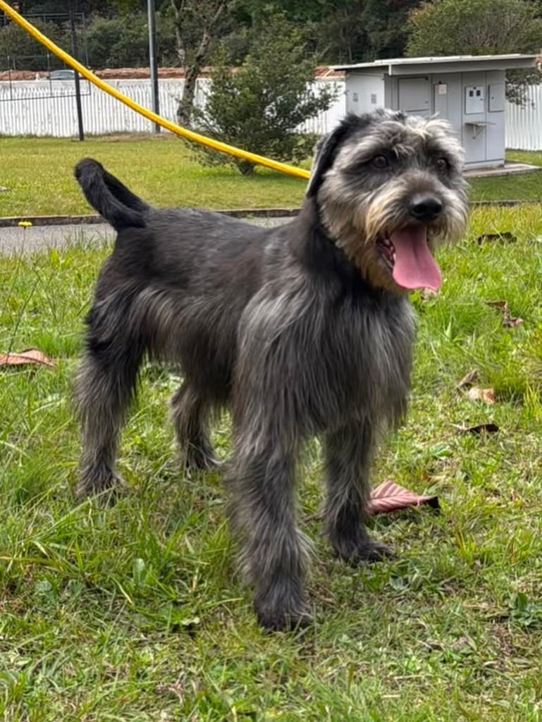 Neymar, cachorro de porte médio para adoção em Curitiba - PR
