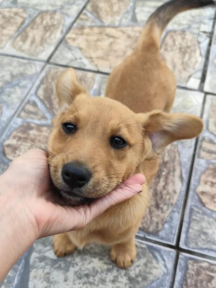 Urso, cachorro de porte médio para adoção em Curitiba - PR