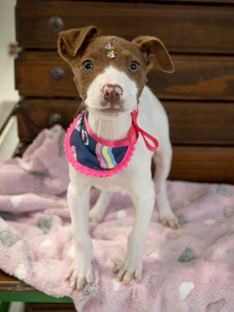 Bruna, cachorro de porte grande para adoção em Curitiba - PR