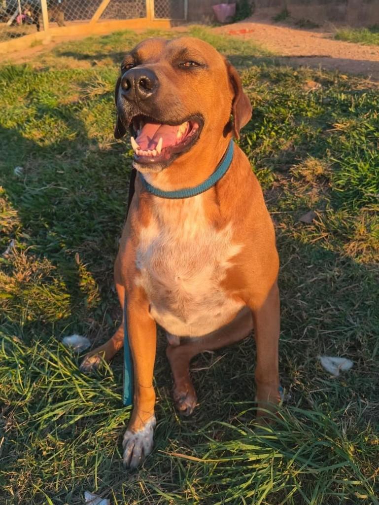 Toquinho, cachorro de porte médio para adoção em Curitiba - PR