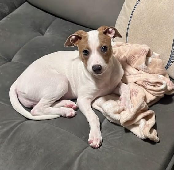 Brisa, cachorro de porte grande para adoção em Curitiba - PR