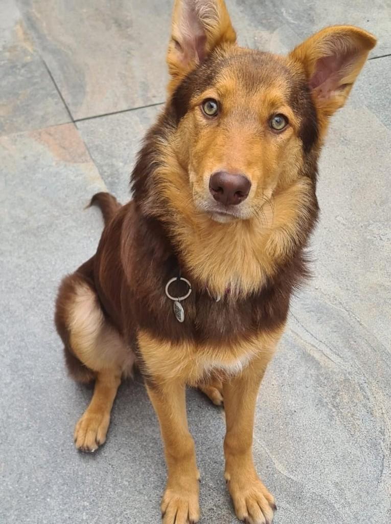 Kaly, cadela de porte médio para adoção em Curitiba - PR