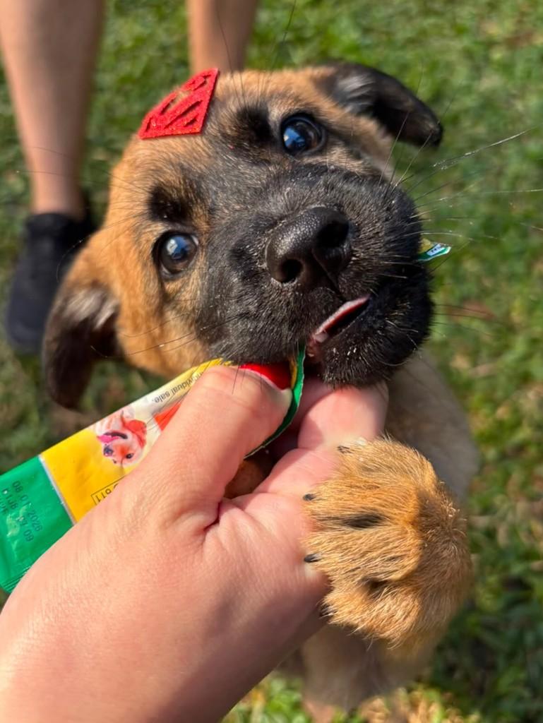 Tinoco, cachorro de porte médio para adoção em Curitiba - PR