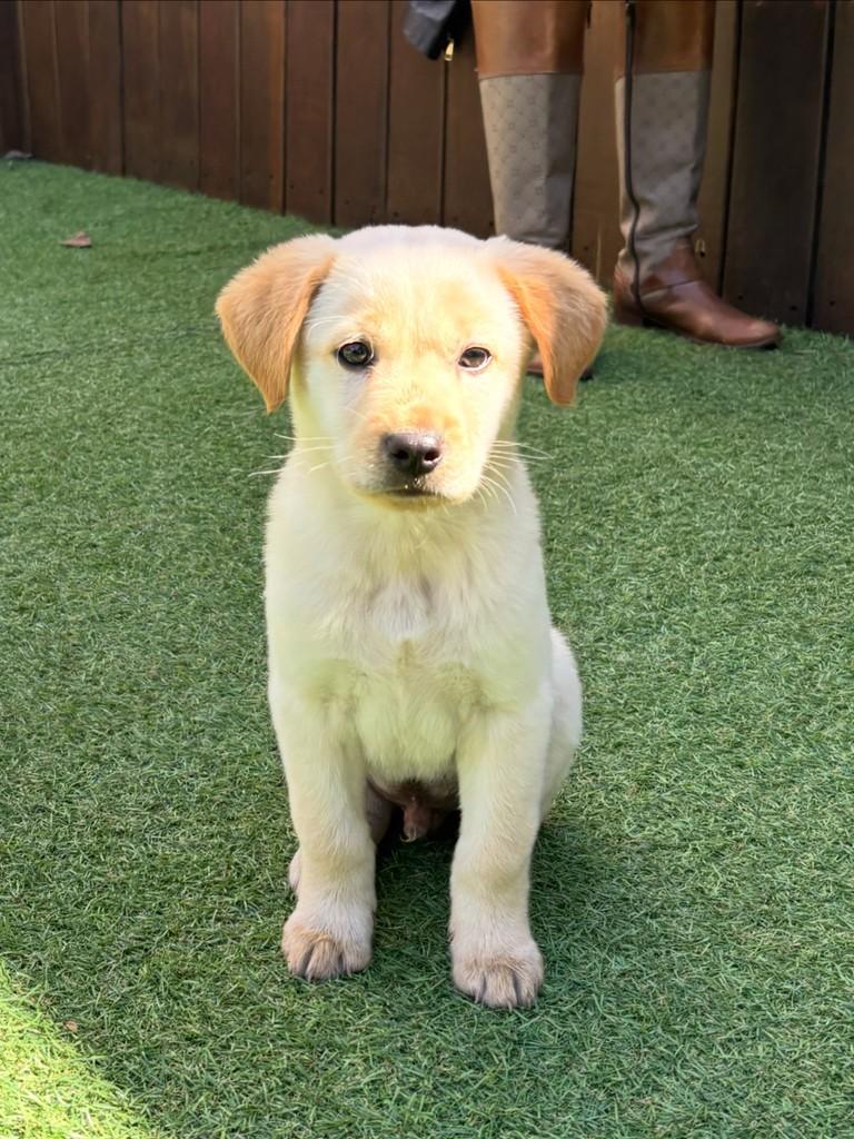 José Rico Caetano, cachorro de porte médio para adoção em Curitiba - PR