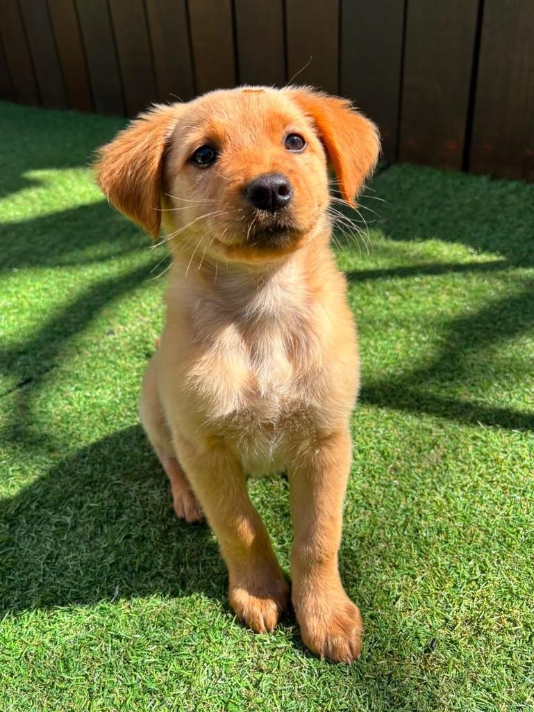 Catarina, cachorro de porte médio para adoção em Curitiba - PR
