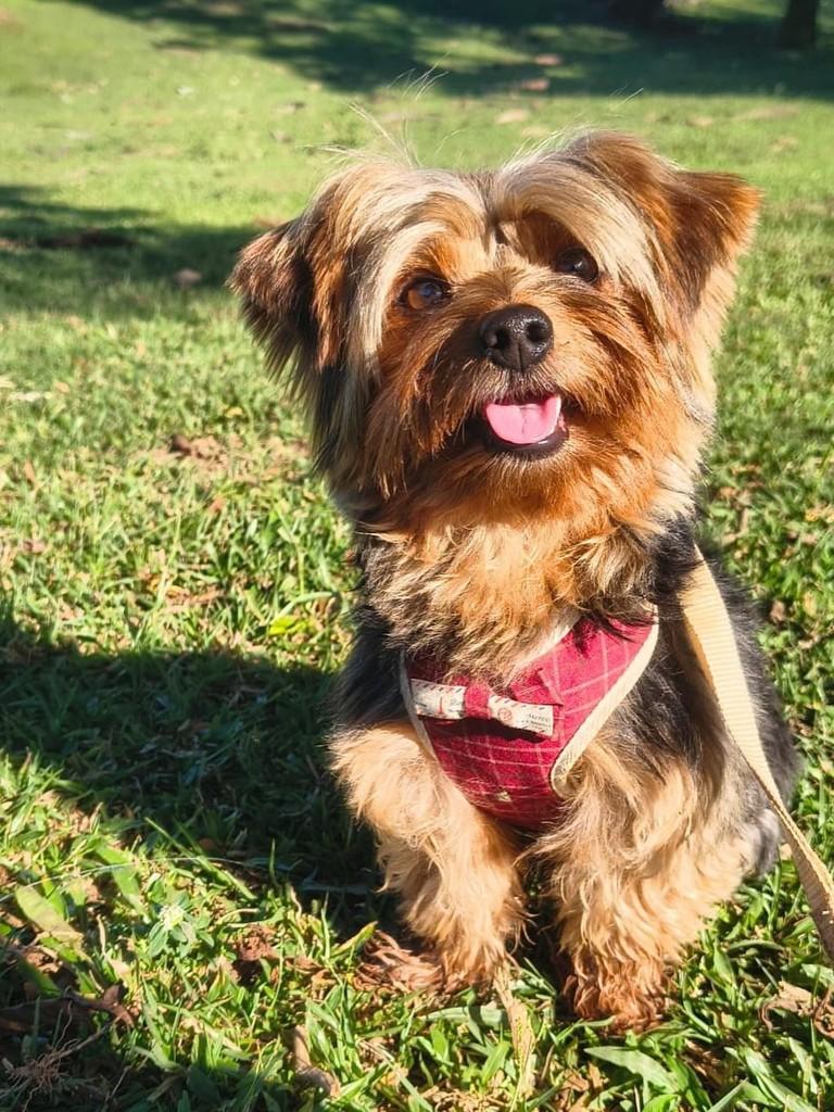 Luke, cachorro de porte pequeno para adoção em Curitiba - PR