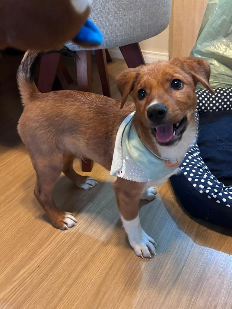 Ted, cachorro de porte pequeno para adoção em Curitiba - PR