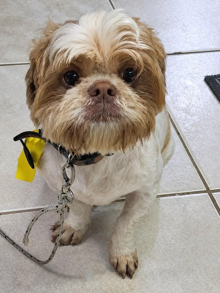 Apollo, cachorro de porte médio para adoção em Curitiba - PR