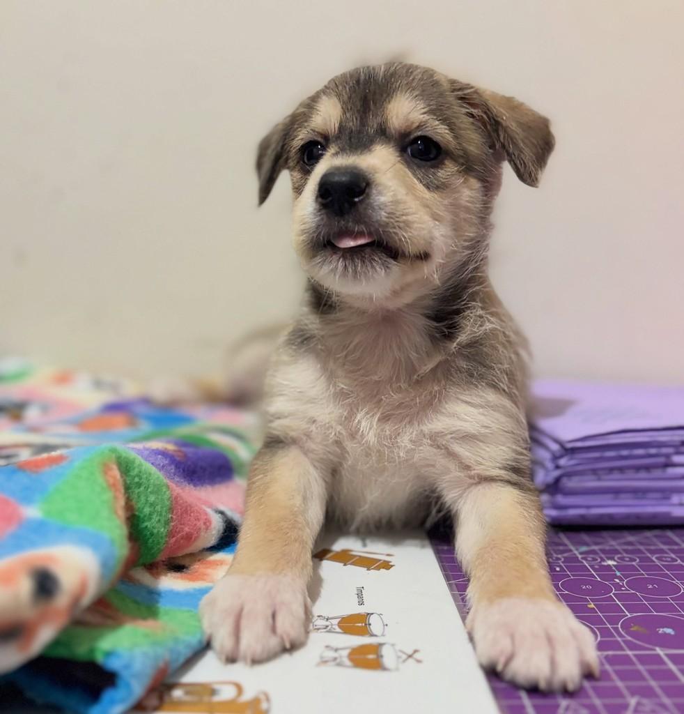 Lorenzo, cachorro de porte grande para adoção em Curitiba - PR