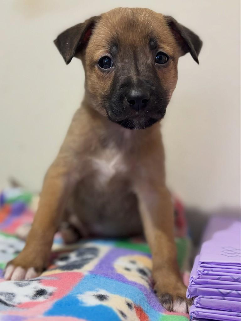 Loop, cachorro de porte médio para adoção em Curitiba - PR