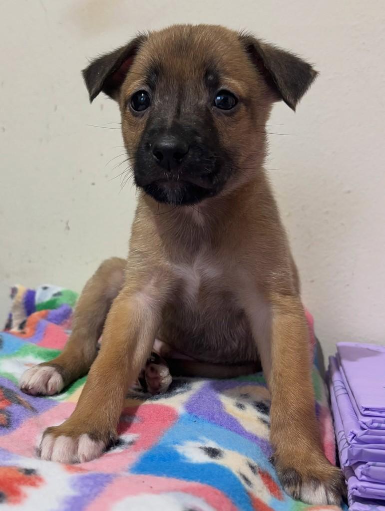 Loop, cachorro de porte médio para adoção em Curitiba - PR — foto 2 de 5