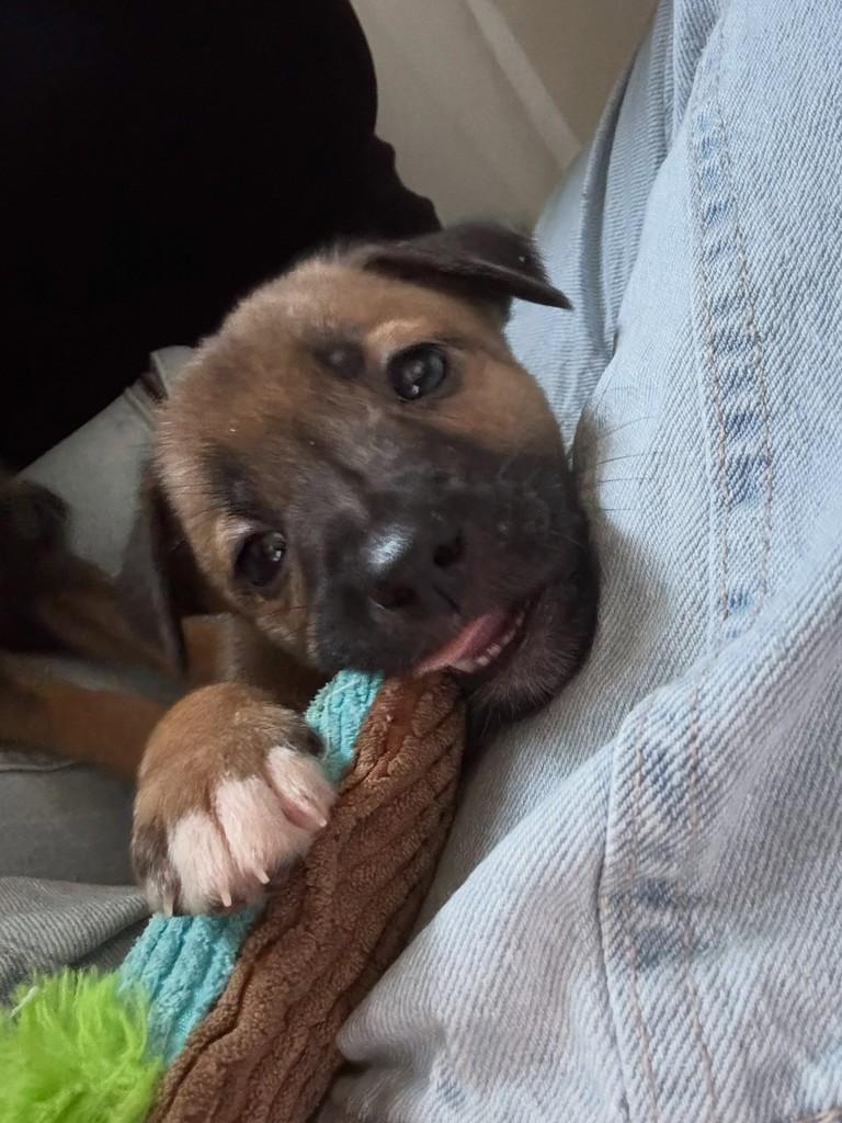 Loop, cachorro de porte médio para adoção em Curitiba - PR — foto 3 de 5