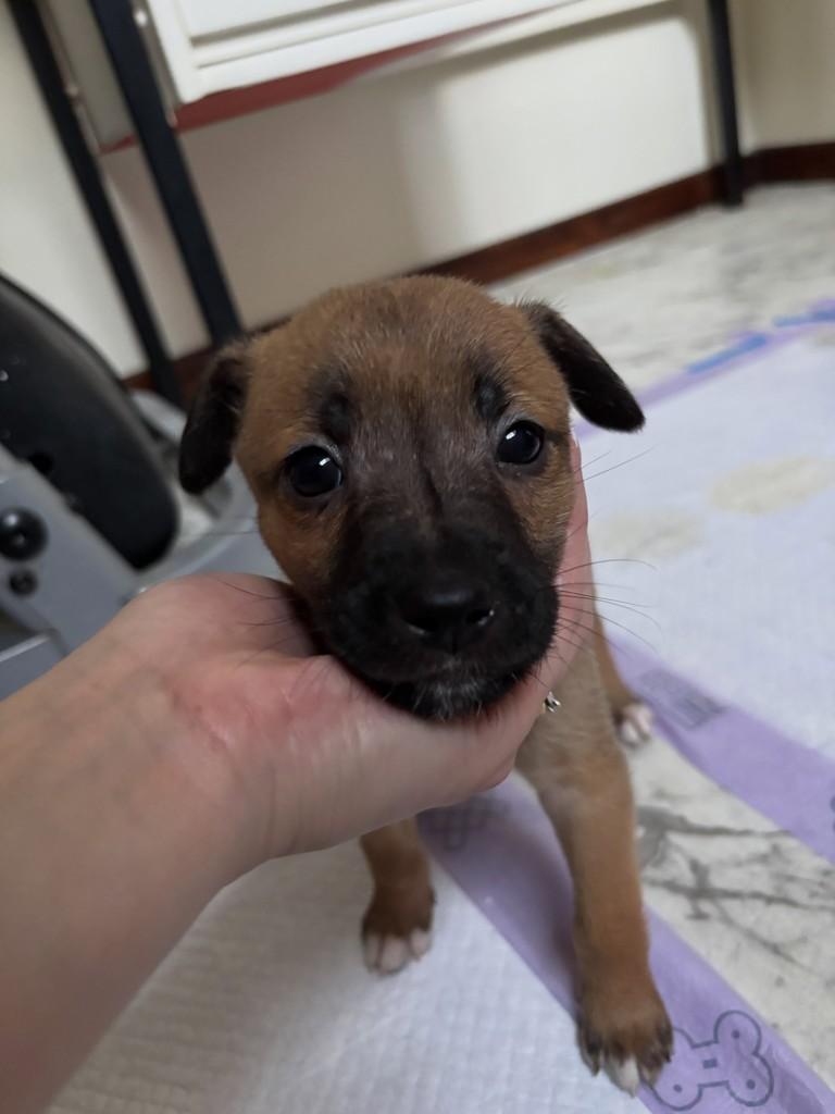 Loop, cachorro de porte médio para adoção em Curitiba - PR — foto 4 de 5