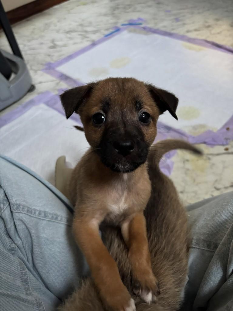 Loop, cachorro de porte médio para adoção em Curitiba - PR — foto 5 de 5