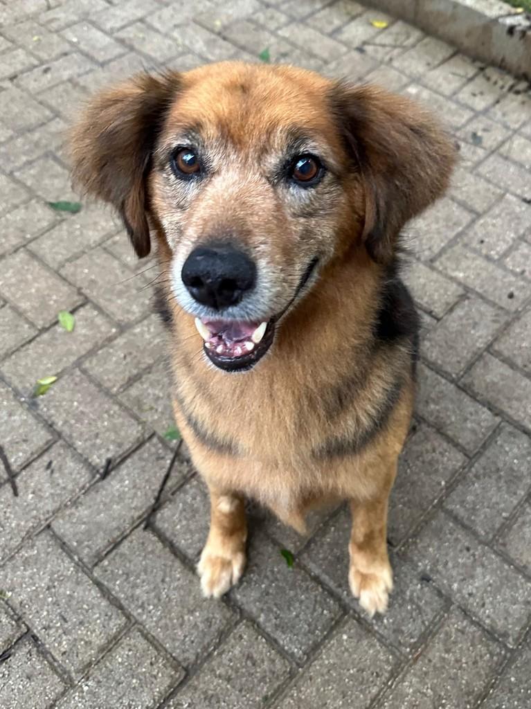Nino, cachorro de porte grande para adoção em Curitiba - PR