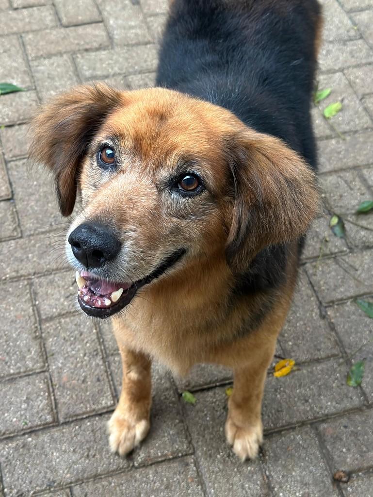 Nino, cachorro de porte grande para adoção em Curitiba - PR — foto 2 de 4