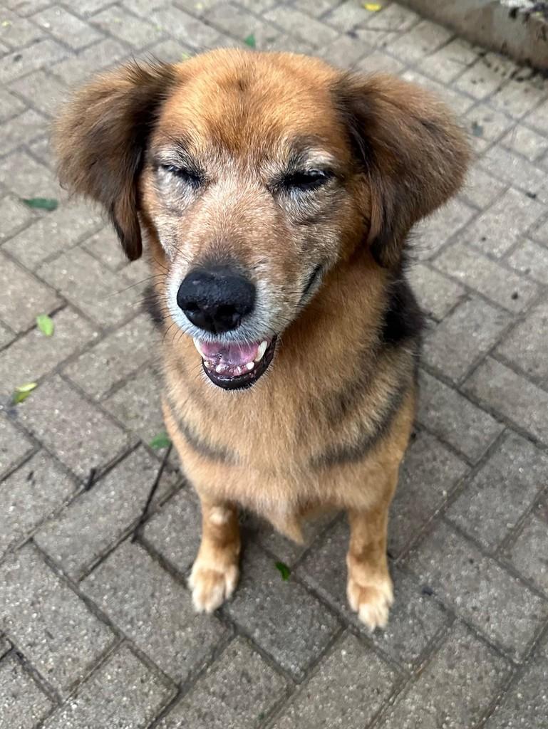 Nino, cachorro de porte grande para adoção em Curitiba - PR — foto 3 de 4