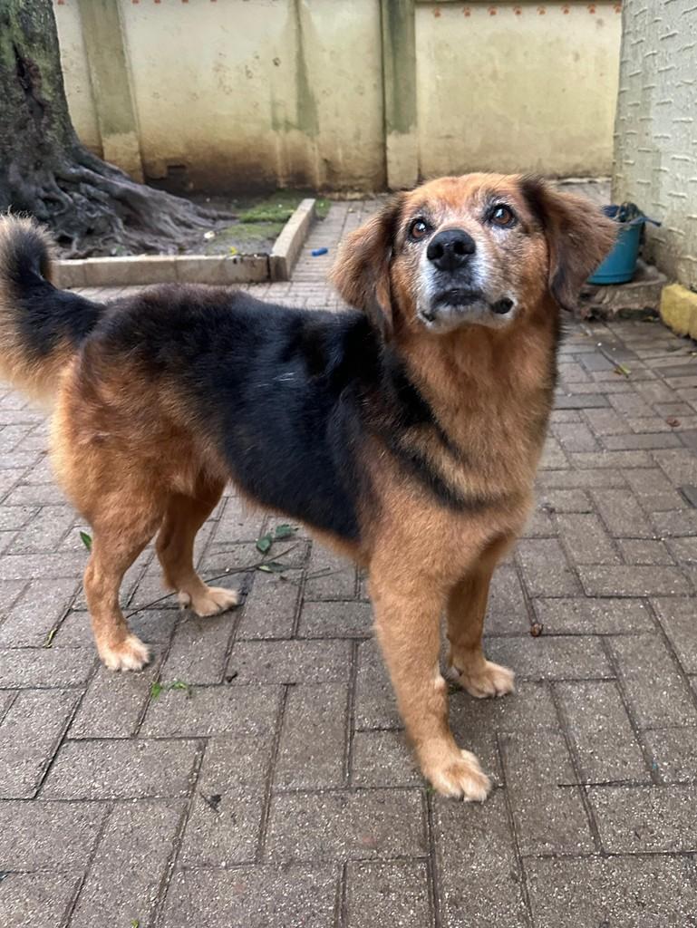 Nino, cachorro de porte grande para adoção em Curitiba - PR — foto 4 de 4