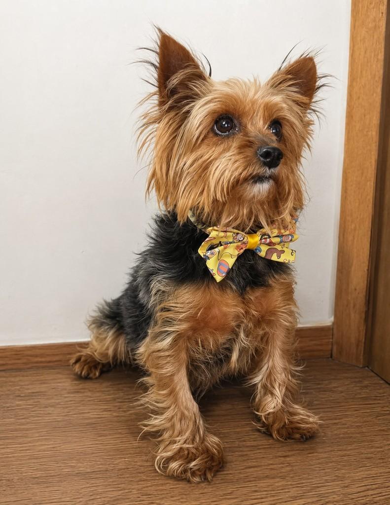 Théo, cachorro de porte grande para adoção em Curitiba - PR