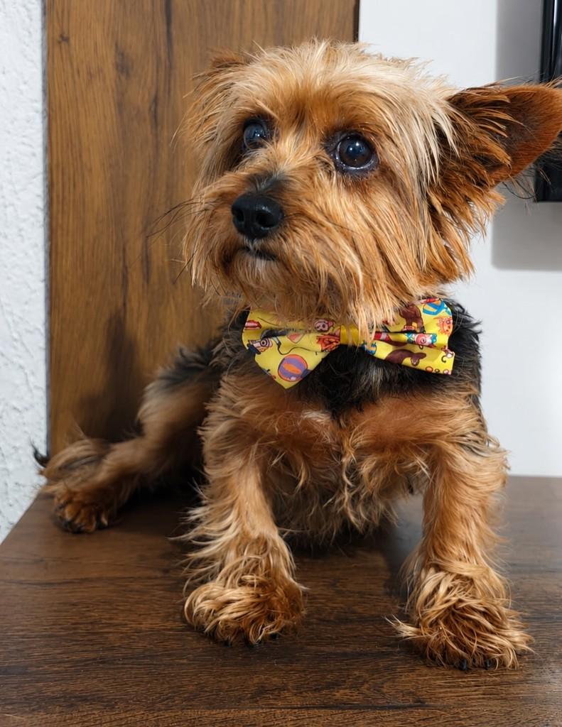 Théo, cachorro de porte grande para adoção em Curitiba - PR — foto 2 de 3