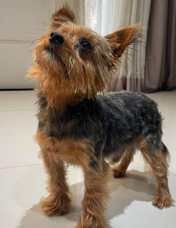 Théo, cachorro de porte grande para adoção em Curitiba - PR — foto 3 de 3