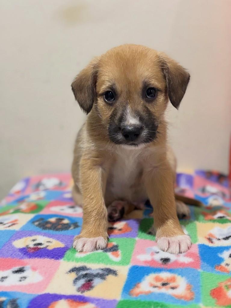 Levi, cachorro de porte médio para adoção em Curitiba - PR