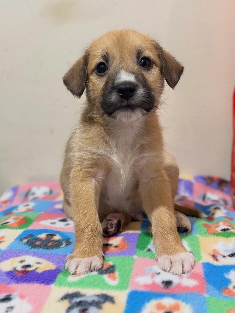 Levi, cachorro de porte médio para adoção em Curitiba - PR — foto 2 de 5