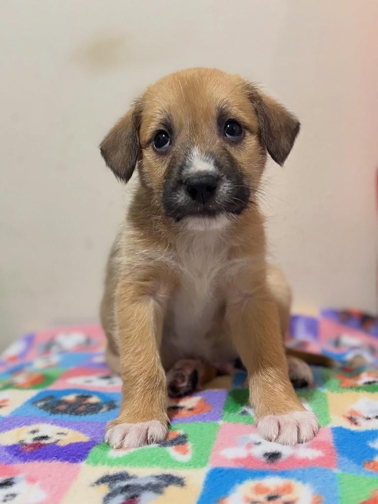 Levi, cachorro de porte médio para adoção em Curitiba - PR — foto 3 de 5