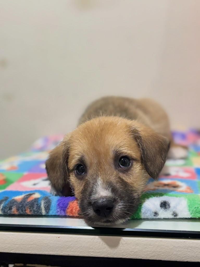 Levi, cachorro de porte médio para adoção em Curitiba - PR — foto 4 de 5