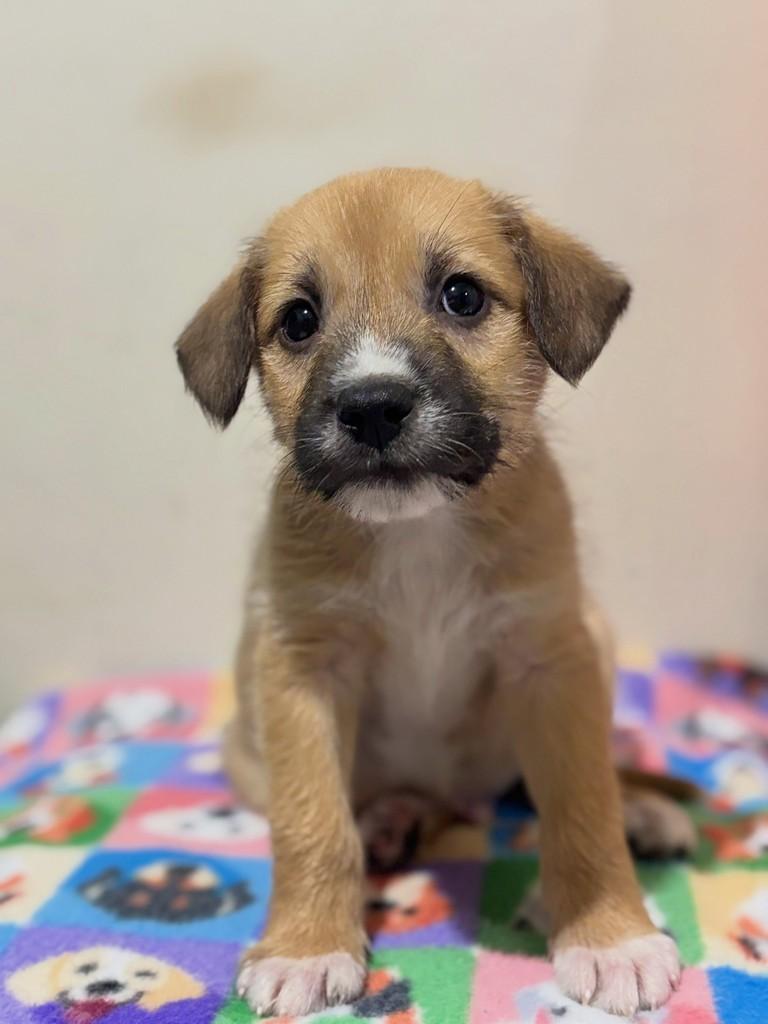 Levi, cachorro de porte médio para adoção em Curitiba - PR — foto 5 de 5