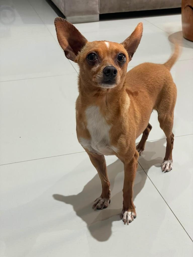 Buddy, cachorro de porte médio para adoção em Curitiba - PR