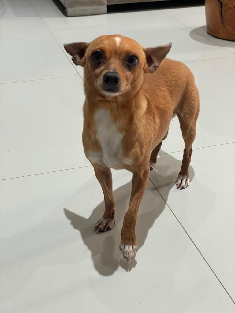 Buddy, cachorro de porte médio para adoção em Curitiba - PR — foto 2 de 3