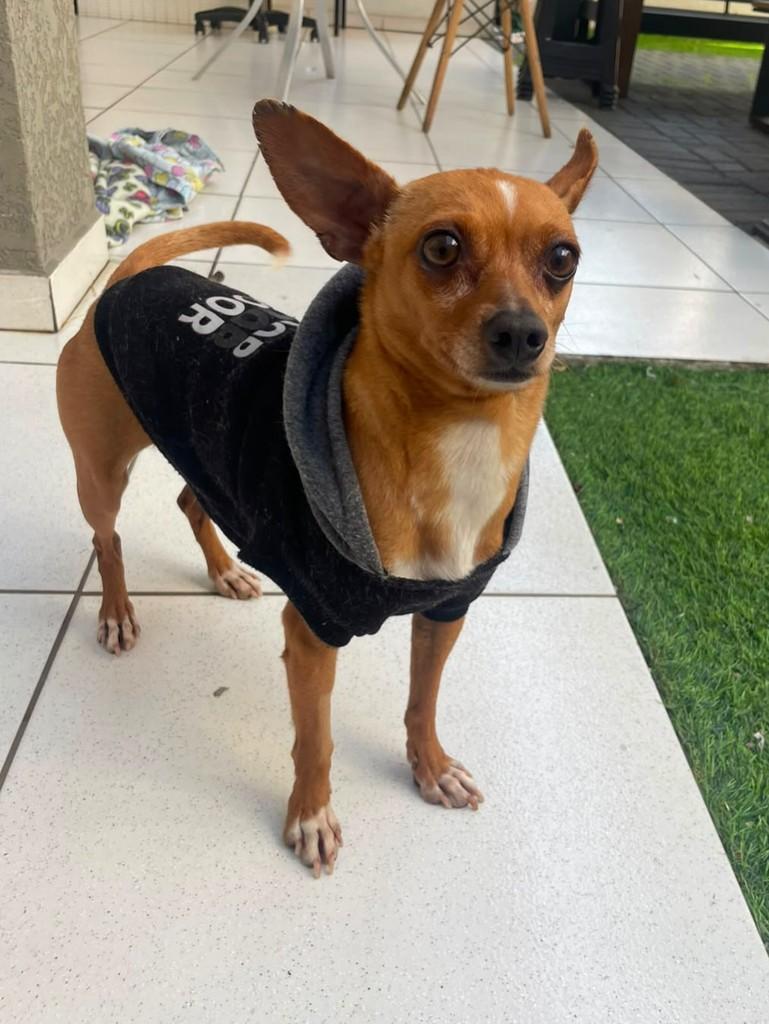 Buddy, cachorro de porte médio para adoção em Curitiba - PR — foto 3 de 3