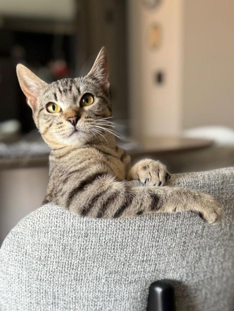 Misty, gata de porte pequeno para adoção em Curitiba - PR