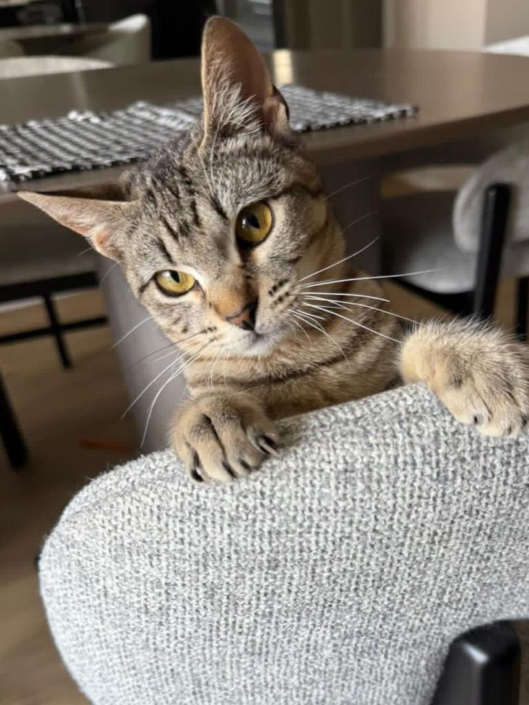 Misty, gata de porte pequeno para adoção em Curitiba - PR — foto 3 de 5